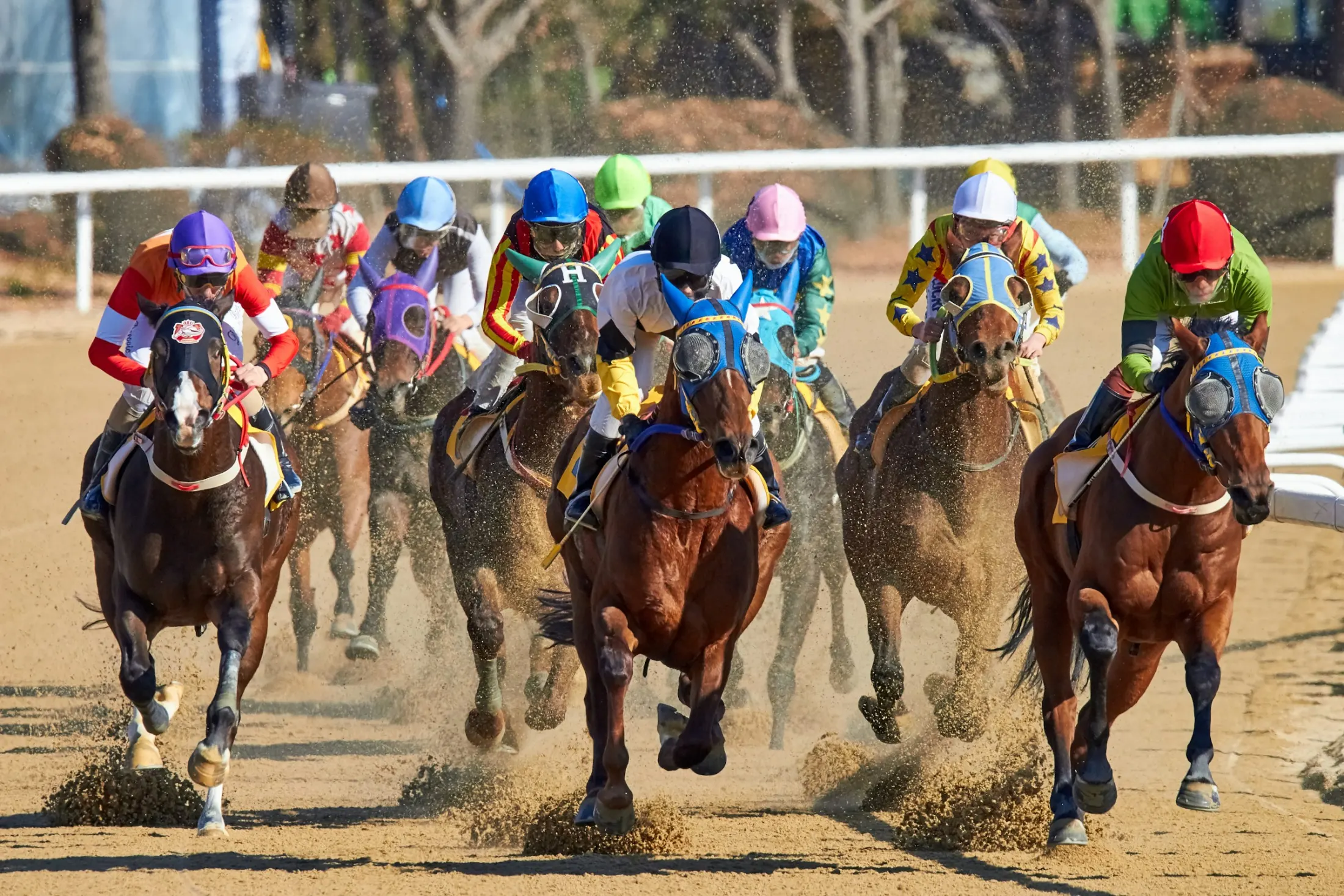 Cavalos de corrida em disparada na reta, jóqueis com blusas coloridas